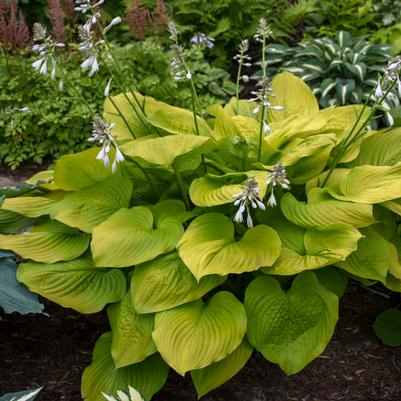 Hosta Age of Gold