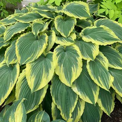 Hosta Drop Dead Gorgeous