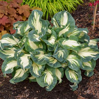 Hosta Hans