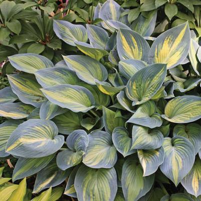 Hosta June