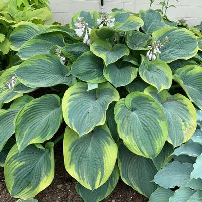 Hosta Terms of Endearment