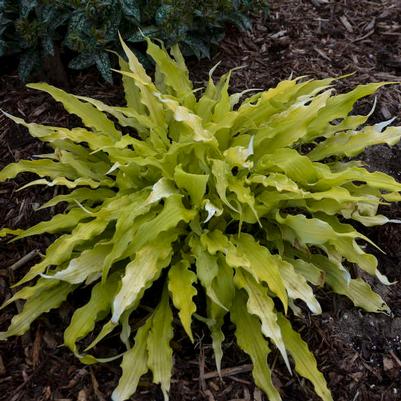 Hosta Wiggles and Squiggles