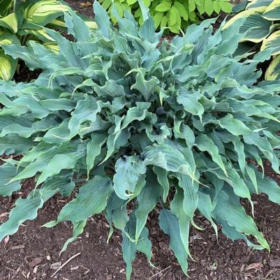 Hosta Wild Imagination