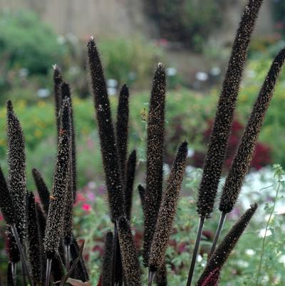 Ornamental Millet Purple Baron