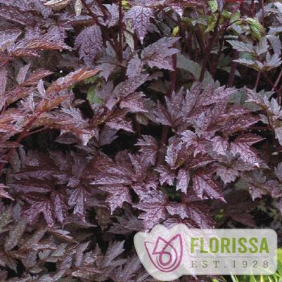 Actaea (Cimicifuga) Black Negligee