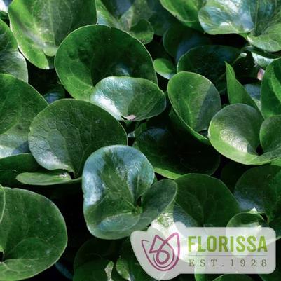 Asarum Europaeum 