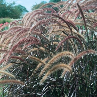 Pennisetum setaceum Graceful Grasses® Rubrum