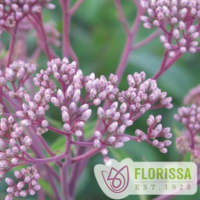 Eupatorium mac. Atropurpureum 