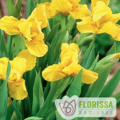 Iris pumila Yellow