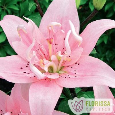 Lilium asiaticum Elodie
