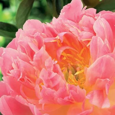 Paeonia Pink Hawaiian Coral