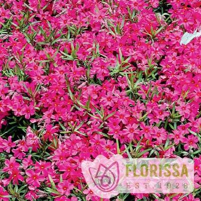 Phlox subulata Emerald Pink