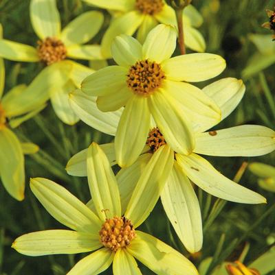 Coreopsis verticallata Moonbeam