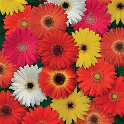 Gerbera ColorBloom Mix