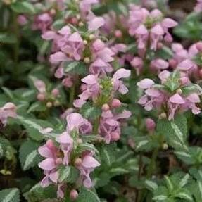 Lamium maculatum Shell Pink