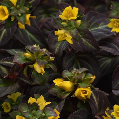 Lysimachia alfredii Night Light