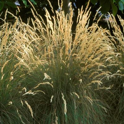 Festuca sp. Eilers Beauty