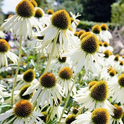 Echinacea purpurea Primadonna White ApeX