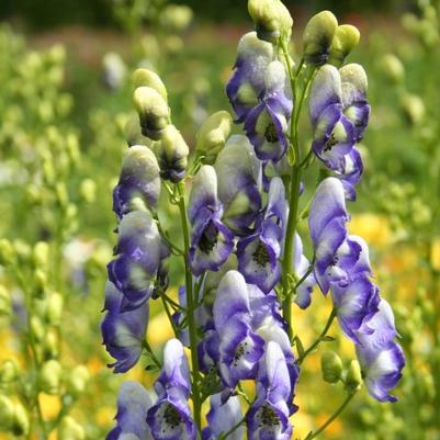 Aconitum cammarum Bicolor