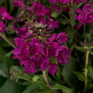 Arabis blepharophylla Barranca™ Deep Rose 