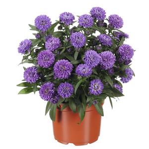 Aster novi-belgii Showmakers™ Blue Bayou