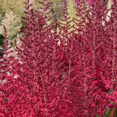 Astilbe chinensis Hot Pearls®