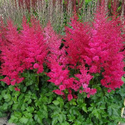 Astilbe Music™ Heavy Metal