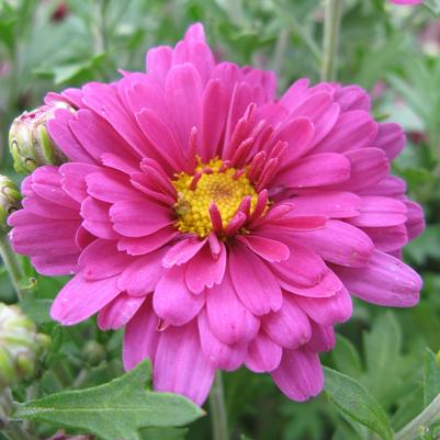 Chrysanthemum Mammoth Lavender Daisy