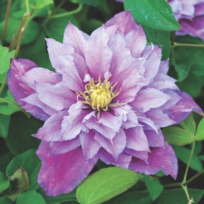 Clematis Piilu