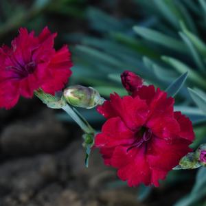 Dianthus Mountain Frost™ Red Garnet