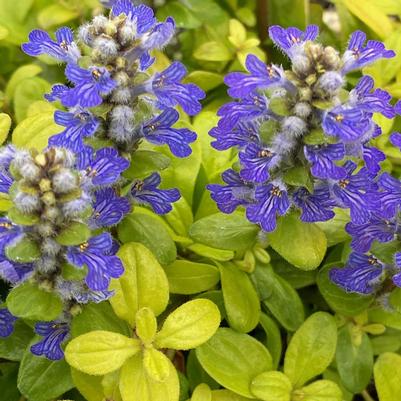 Ajuga Cordial Canary