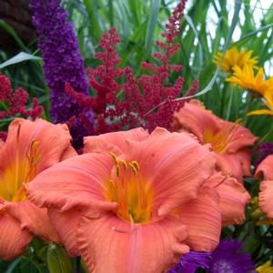 Hemerocallis South Seas