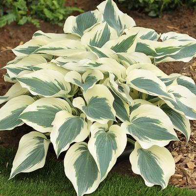 Hosta Firn Line