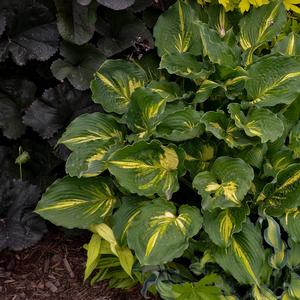 Hosta Lakeside Paisley Print