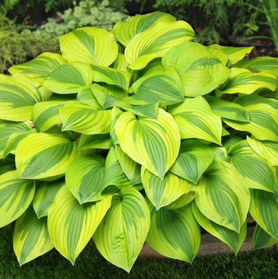 Hosta Velvet Moon