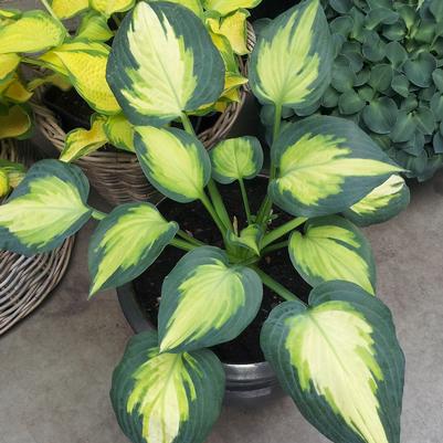 Hosta Forbidden Fruit