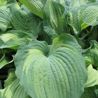 Hosta Guardian Angel