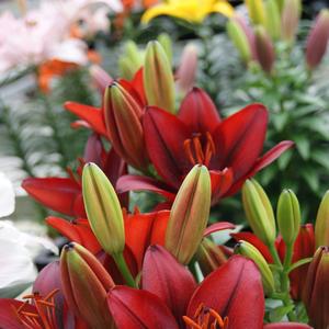 Lilium asiaticum Lily Looks Tiny Rocket