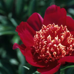 Paeonia lactiflora Nippon Beauty