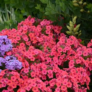 Phlox paniculata Flame®