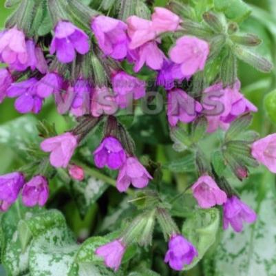 Pulmonaria Majeste