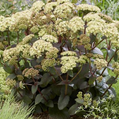 Sedum Banana Split