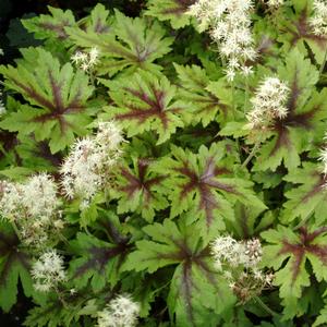 Tiarella cordifolia Sugar and Spice