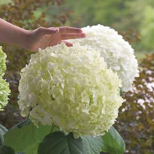 Hydrangea arborescens Incrediball®