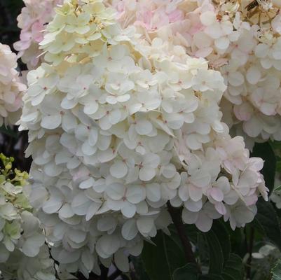 Hydrangea paniculata Vanilla Strawberry™