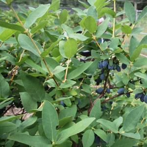 Lonicera caerulea 