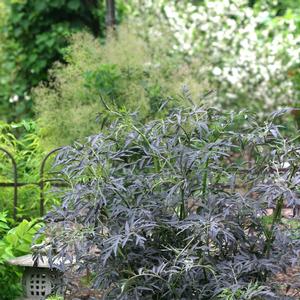 Sambucus nigra Black Lace®