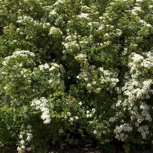 Spiraea trilobata 