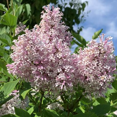 Syringa patula Miss Kim