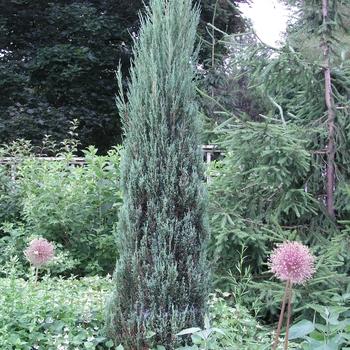 Juniperus scopulorum Blue Arrow